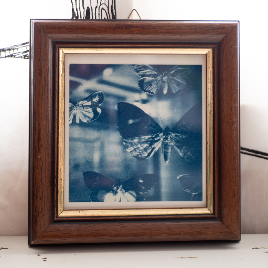 Cyanotype dans son cadre en bois foncé avec liseré doré. La photo représente des papillons exposés dans un musée.