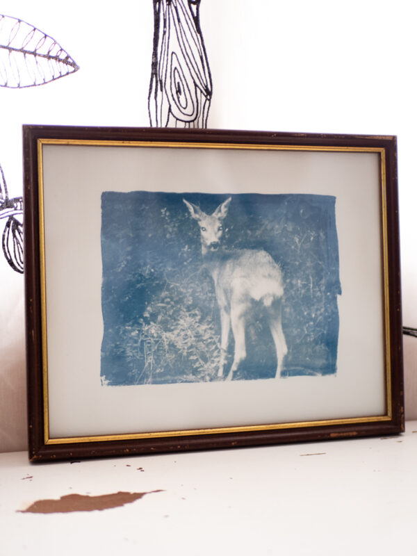 Cyanotype dans son cadre en bois foncé avec liseré doré. La photo représente une biche qui regarde droit vers l'objectif.