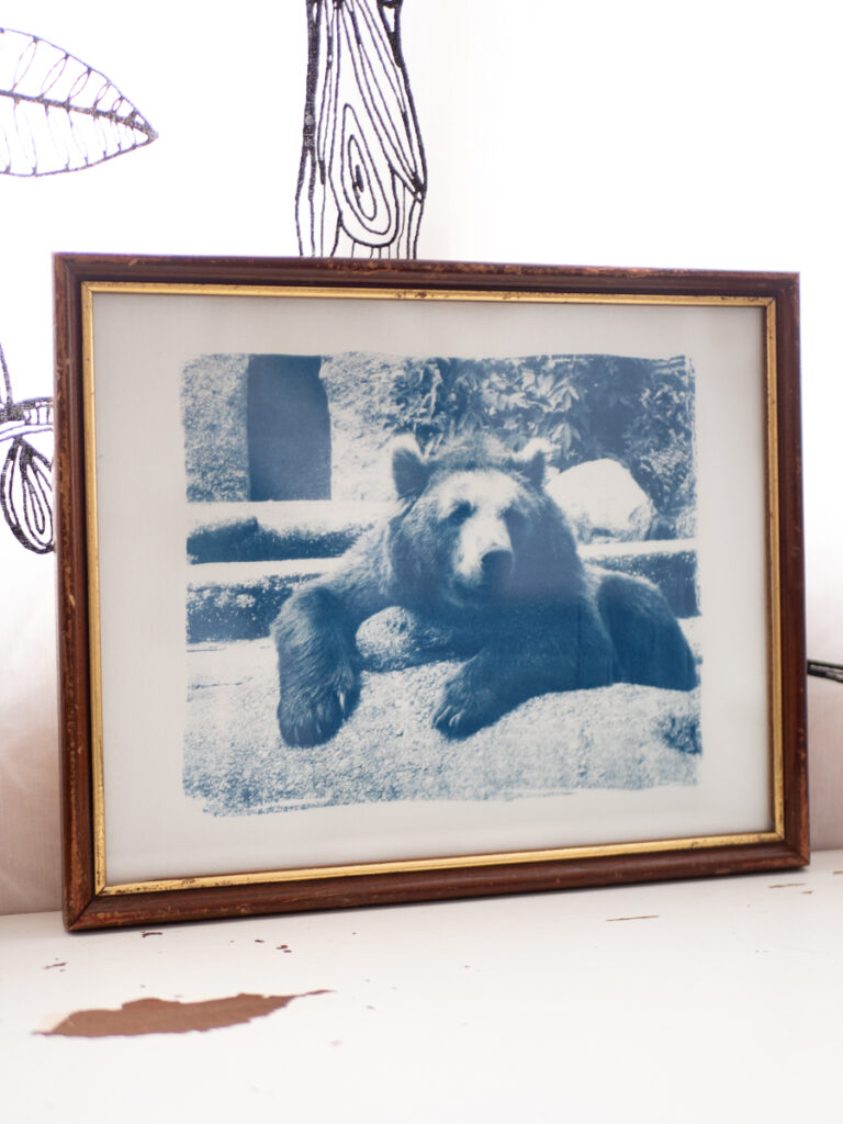 Cyanotype dans son cadre en bois foncé avec liseré doré. La photo représente une ourse brune allongée.