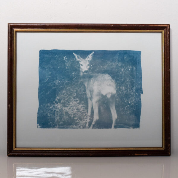 Cyanotype dans son cadre en bois foncé avec liseré doré. La photo représente une biche qui regarde droit vers l'objectif.