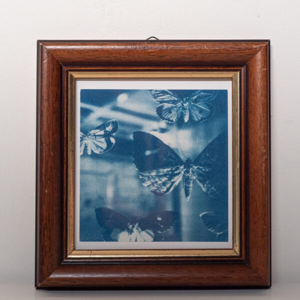 Cyanotype dans son cadre en bois foncé avec liseré doré. La photo représente des papillons exposés dans un musée.