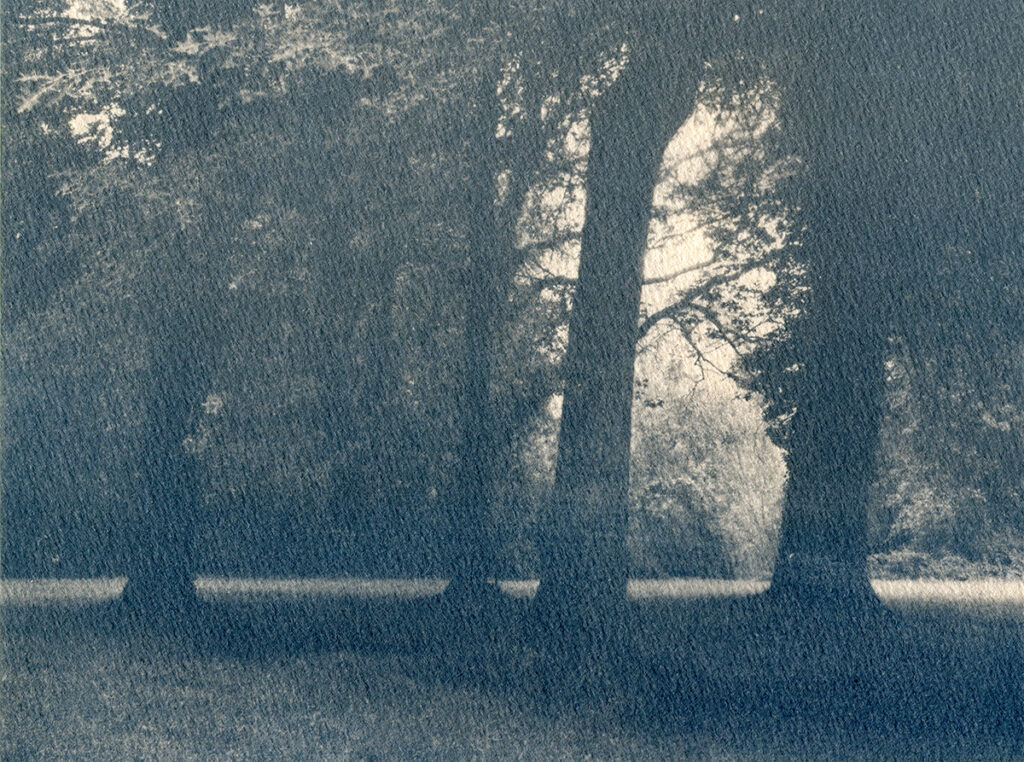 Cyanotype viré au café et donc bleu grisé. Quatre chênes dans un parc.