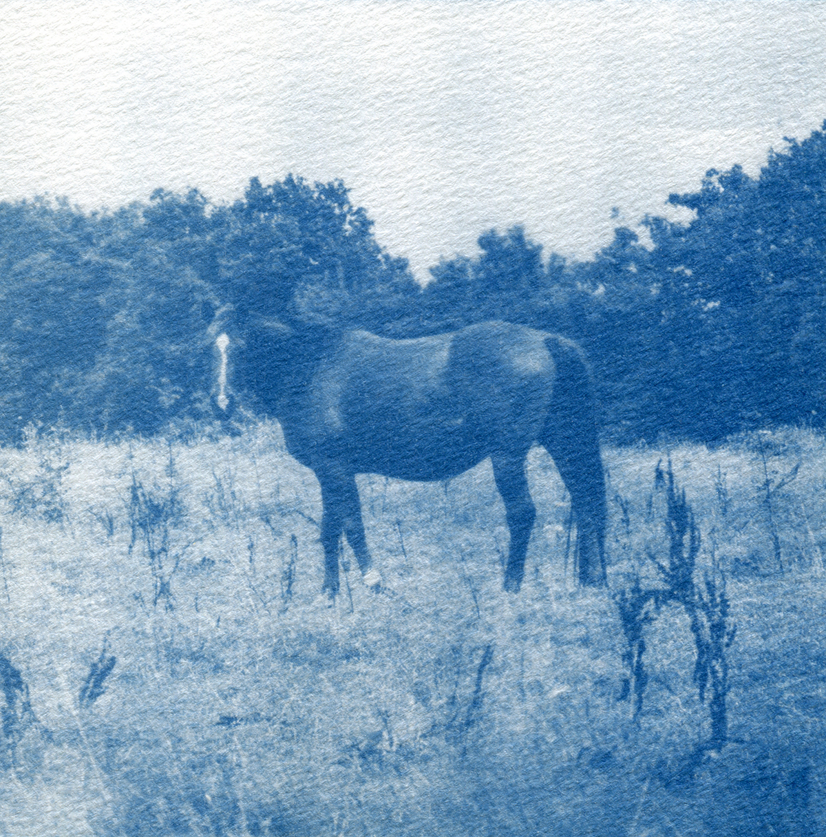 Cheval de profil avec la tête tournée vers l'objectif.