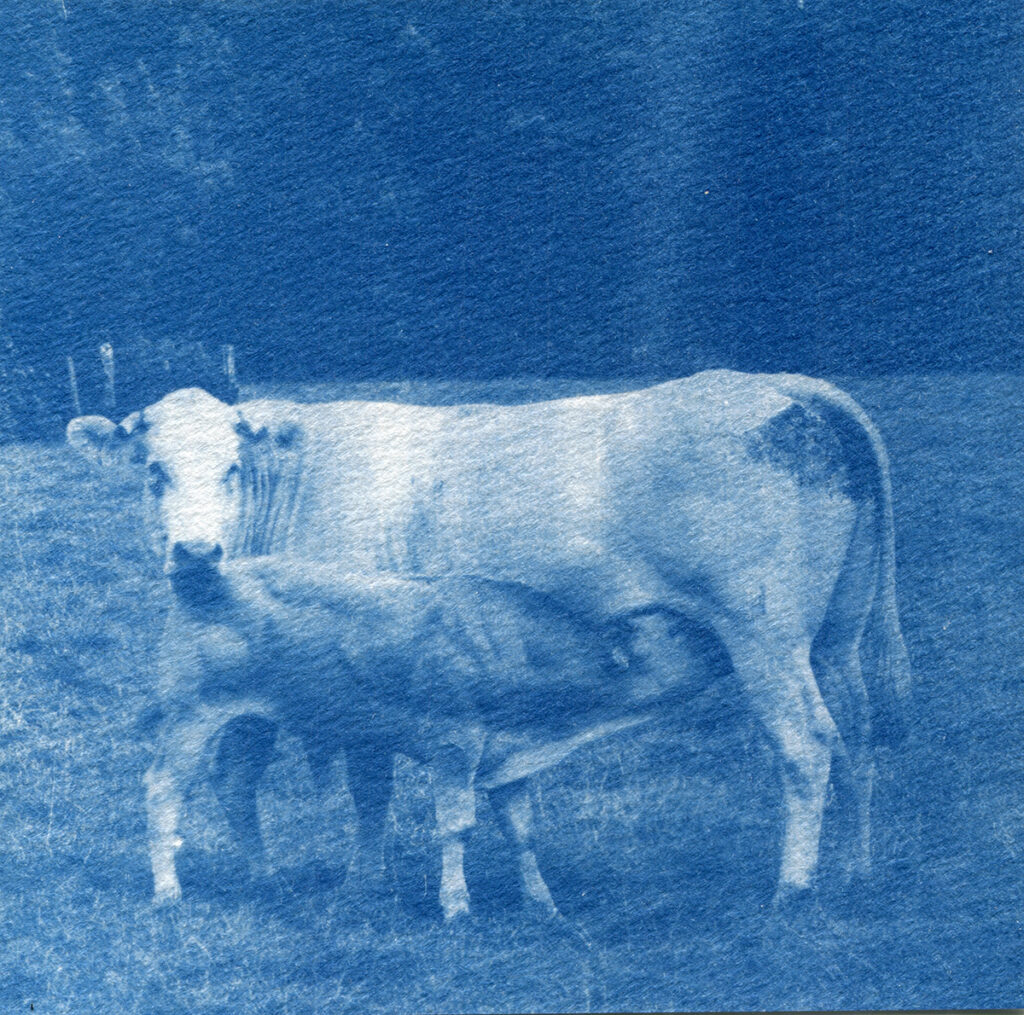 Cyanotype. Une vache de profil qui regarde l'objectif et en train d'allaiter son veau.