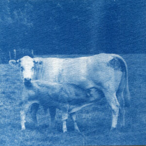 Cyanotype. Une vache de profil qui regarde l'objectif et en train d'allaiter son veau.