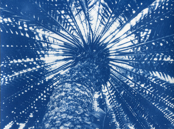 Photographie cyanotype d'un palmier en contre-plongée depuis la base de son tronc.